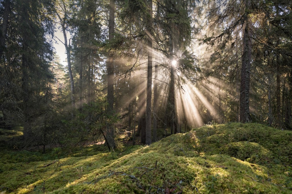 An image of a  mature woodland with the sun breaking through pine tress