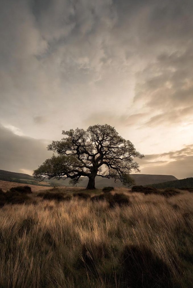 A solitary ancient oak, centuries old, stands alone on a windswept English moor at dawn, its gnarled branches reaching defiantly into a brooding, storm-lit sky — quiet, permanent, and utterly irreplaceable.
